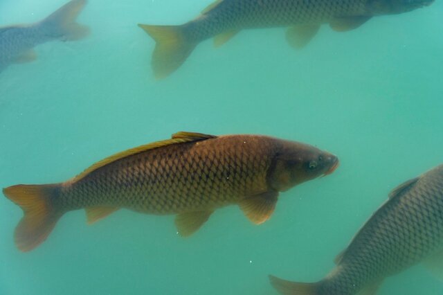 滋賀県で撮影された「遡上する琵琶湖の魚」　とてつもない躍動感に思わず目を疑う