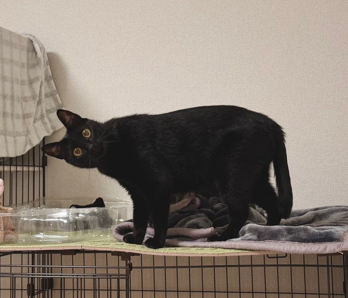 「暑くない？」透明ボウルにすっぽり収まる黒猫ちゃんの涼しげな表情が愛らしい