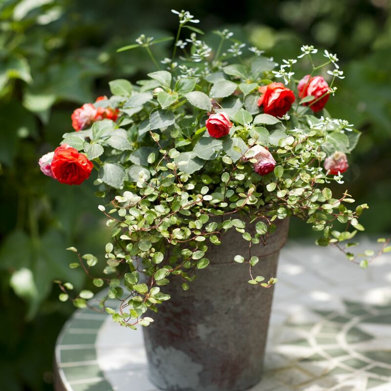 春から晩秋ずっと咲く、春の花の寄せ植え