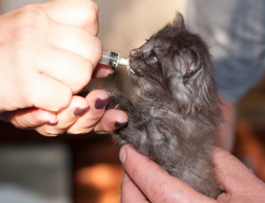 Viktoriia Viktorovna/shutterstock.com