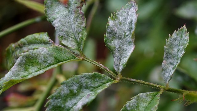 うどんこ病（aRTI01/Shutterstock .com）