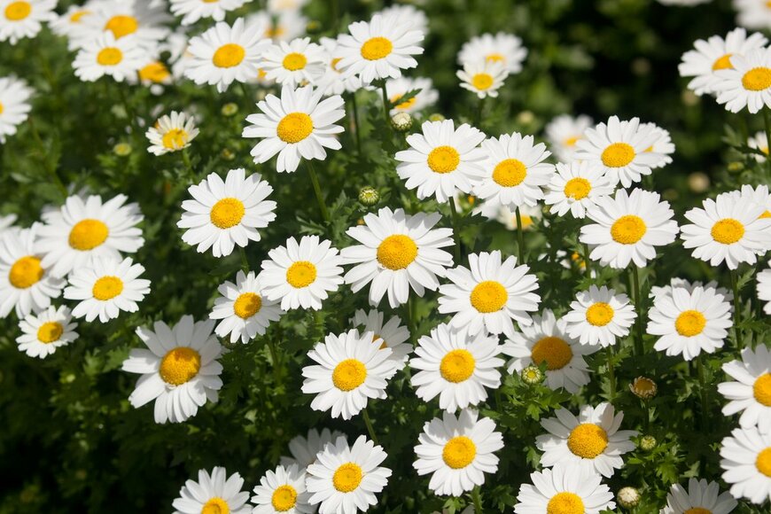 Sann von Mai/Shutterstock.com