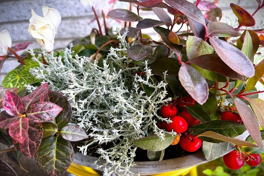 冬の寄せ植えにおすすめ！《名脇役なシルバーリーフ》おすすめ3選。庭や玄関がオシャレに