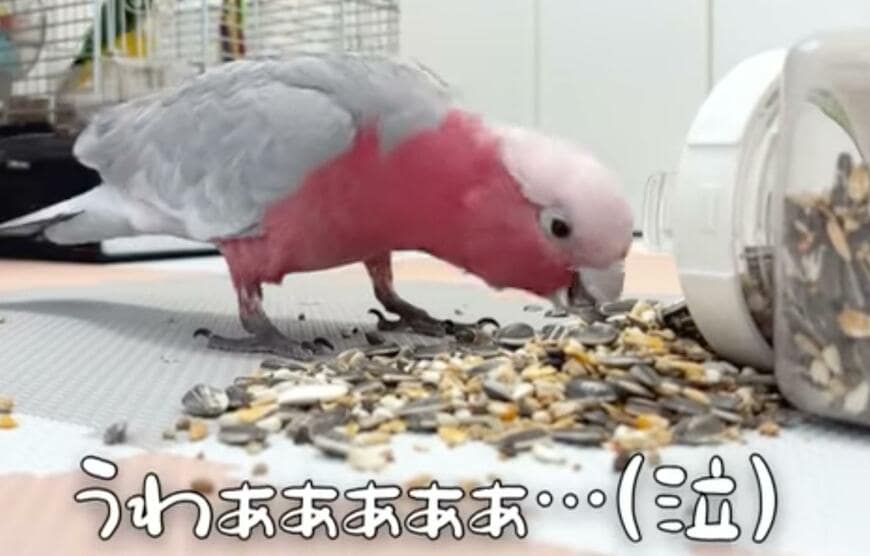 【イタズラしたインコ】を指導すると　意外な理解力にビックリ「スッゴい…」