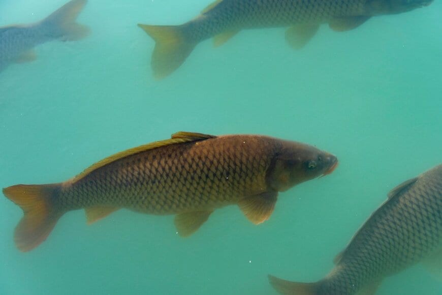 滋賀県で撮影された「遡上する琵琶湖の魚」　とてつもない躍動感に思わず目を疑う