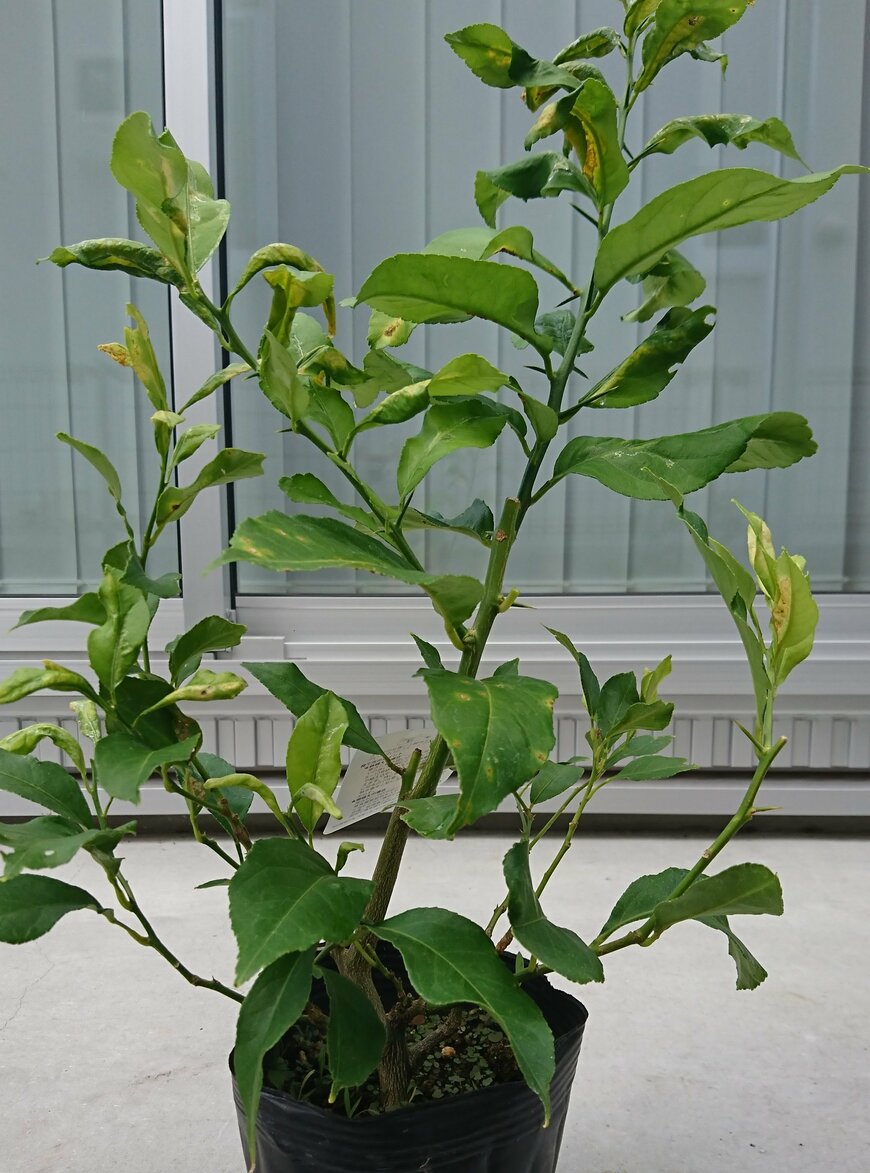 リスボンレモンの木（苗）、約60センチ。傷んだ葉は自然と落葉し、新しい葉が生えてくる。