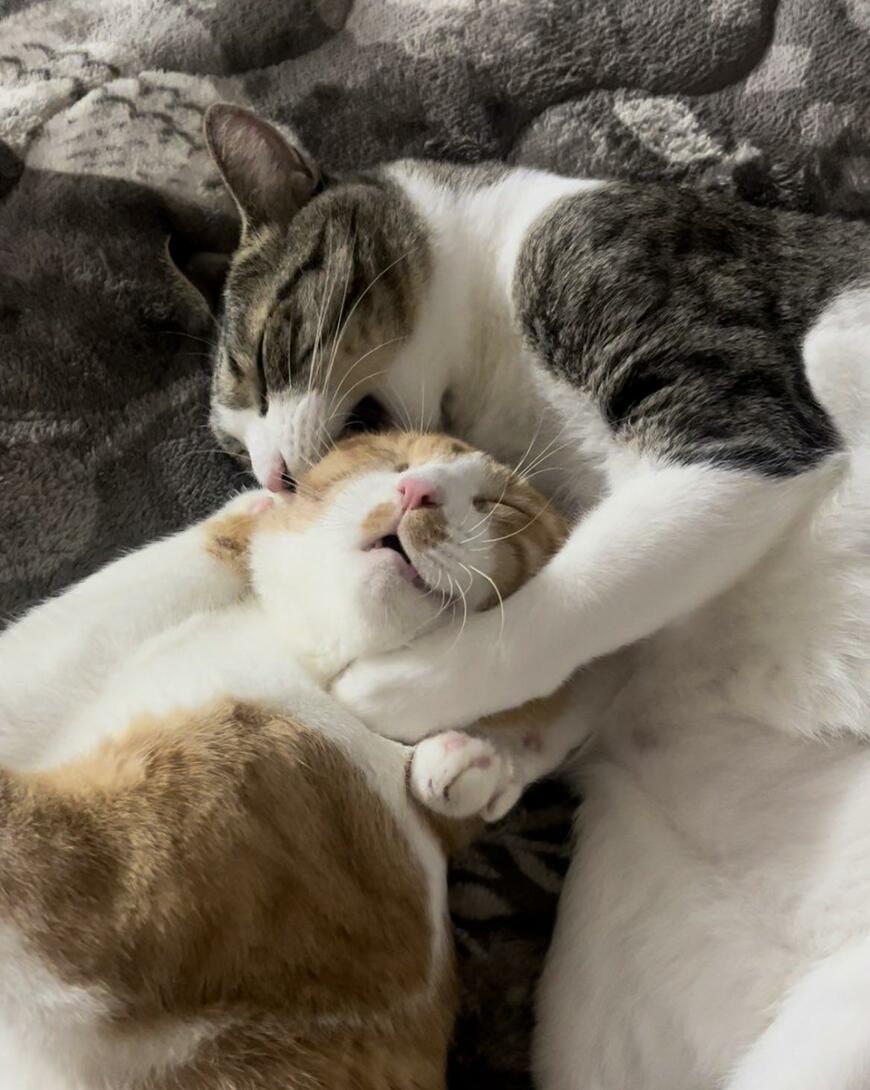 出所：@Neko2Obasan