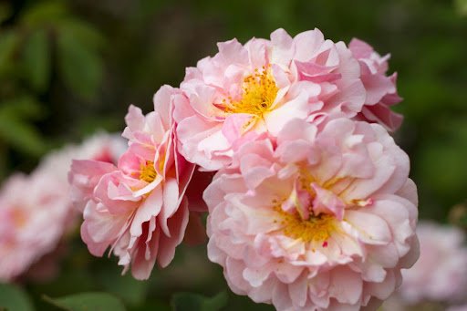 Marina.Martinez/shutterstock.com