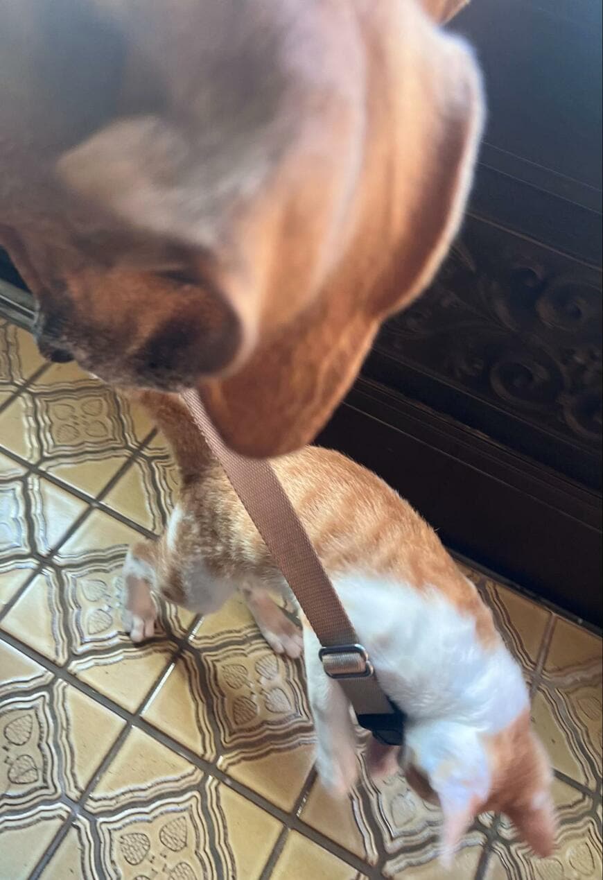 保護子猫が「同居犬が散歩に行く」と気づくと…まさかの行動がかわいすぎる