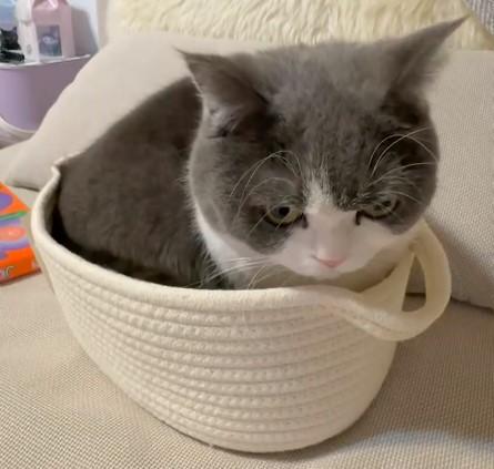 出所：@omochiomoching