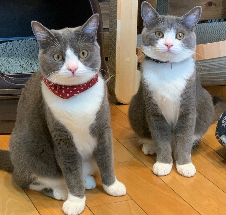 出所：@neko_wagaya