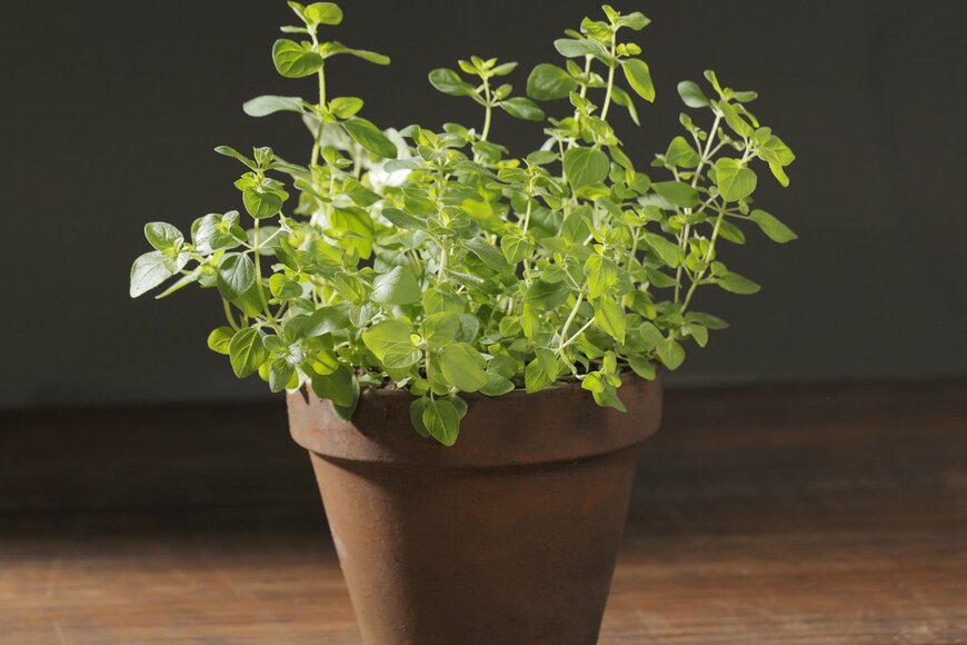 オレガノ（Stocksnapper/Shutterstock.com)