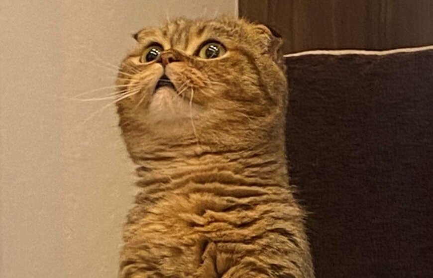 出所：@ponpokopontanu