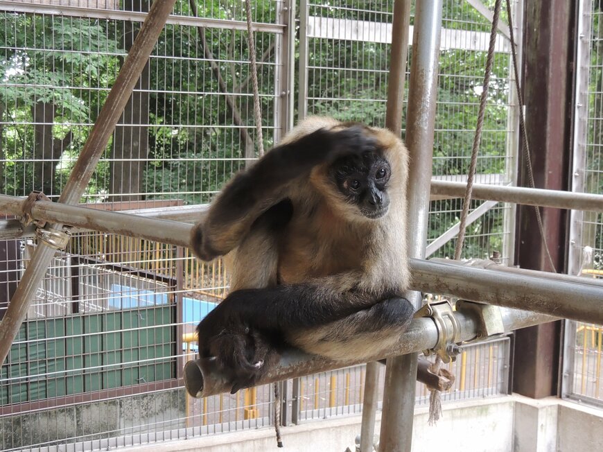 出所：池田動物園