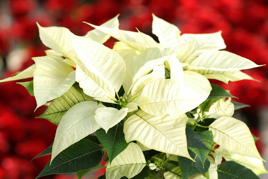 クリーム色のポインセチア（photolona/Shutterstock.com）