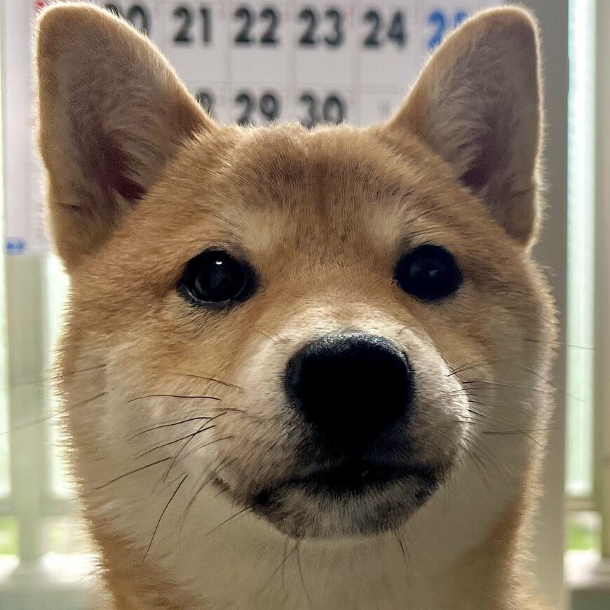 出所：@Shibamugi28