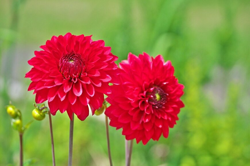 igaguri_1/istockphoto.com