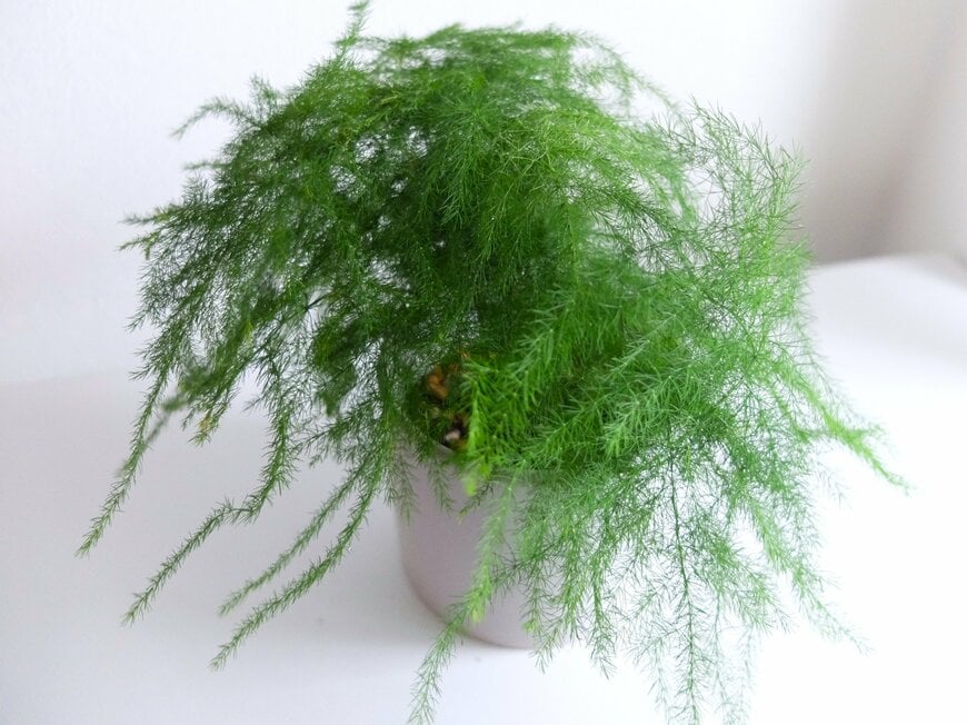 筆者撮影（ダイソー、 110円で購入したアスパラガス）