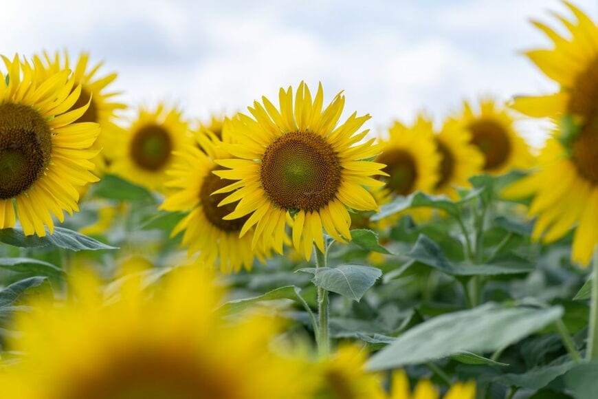 山梨県で撮影された「ひまわり畑」の写真　大量のひまわりに圧倒される「すごっ！圧巻です」