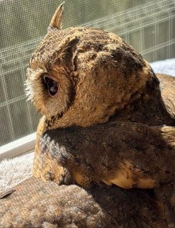 出所：@purinon2929k