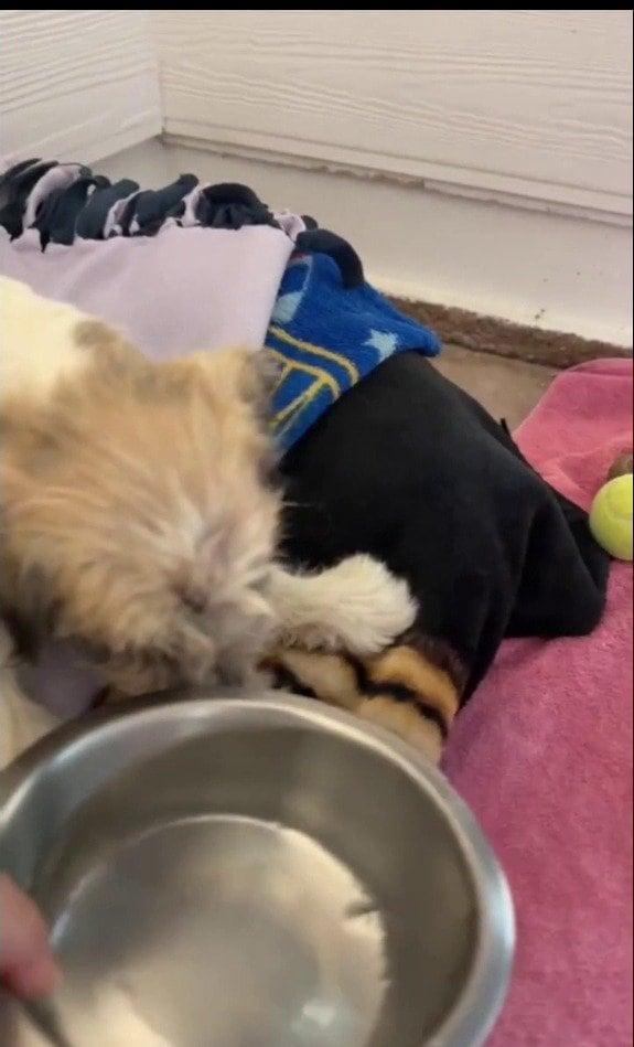 「愛が命を救う」生後6か月で視力を失った子犬、手術からわずか2週間で見せた笑顔に反響