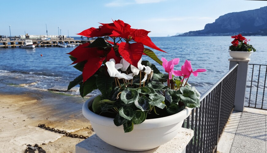 NinelCaramel/shutterstock.com