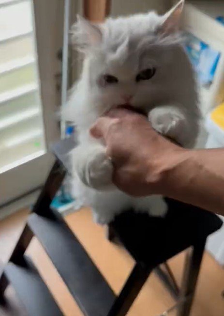 出所：@NEKOLAND13