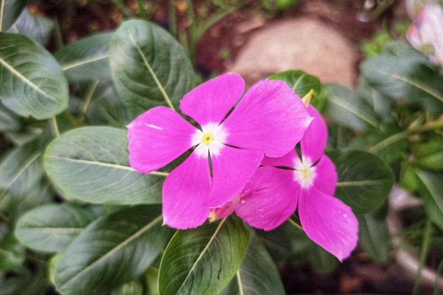 ニチニチソウ　　　Irwan Ridwan Cholid/istockphoto.com