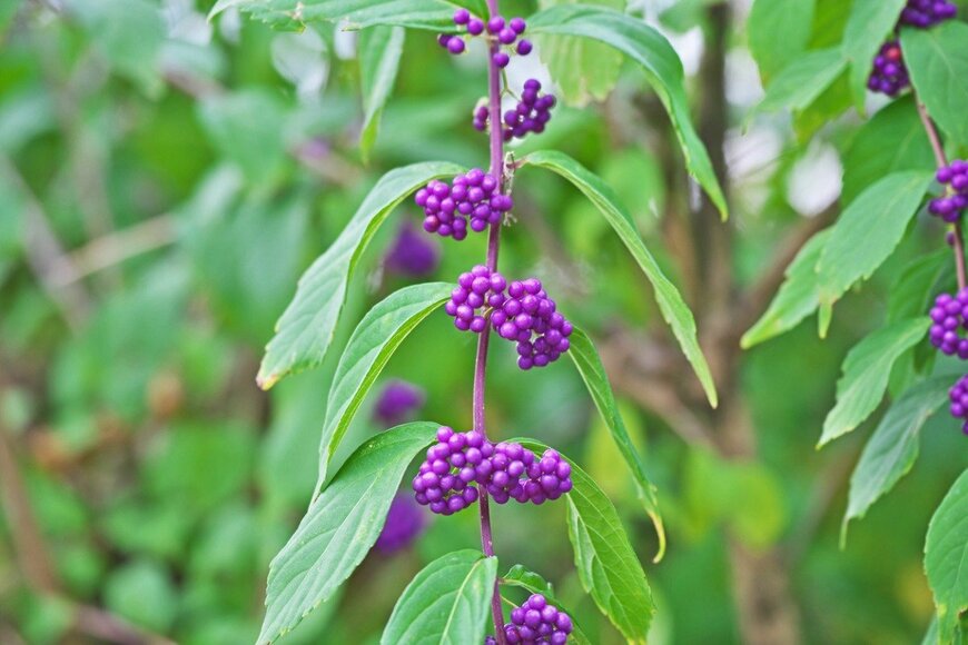 igaguri_1/istockphoto.com