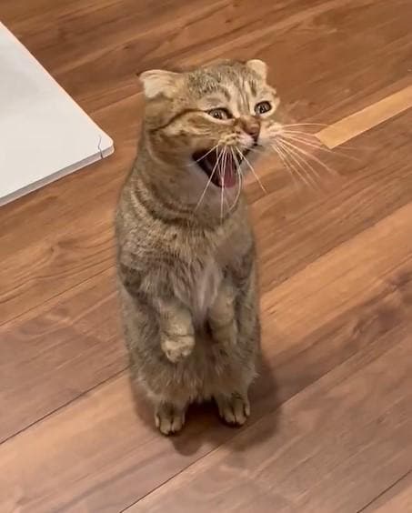 出所：@ponpokopontanu