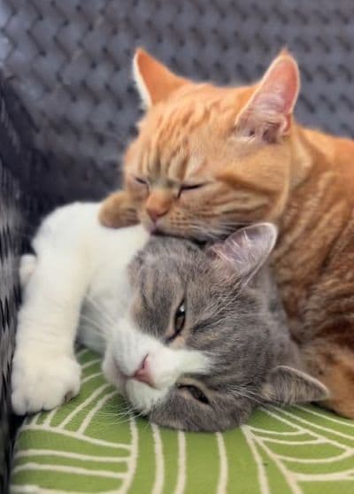 出所：@mocchinokimochi