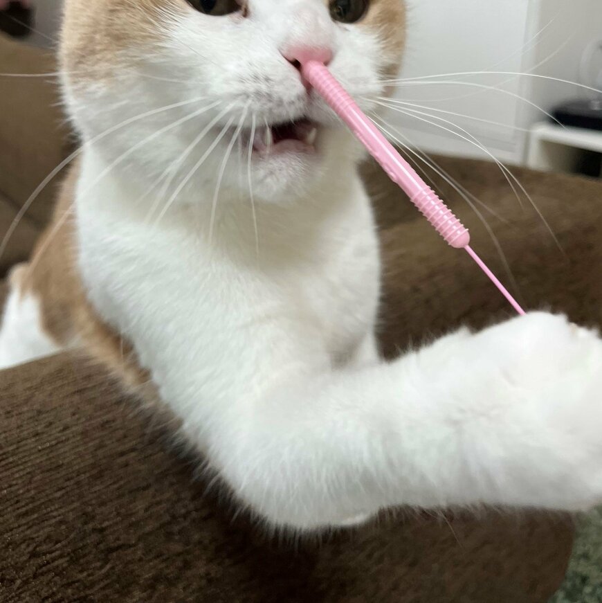 出所：@torotolo106106