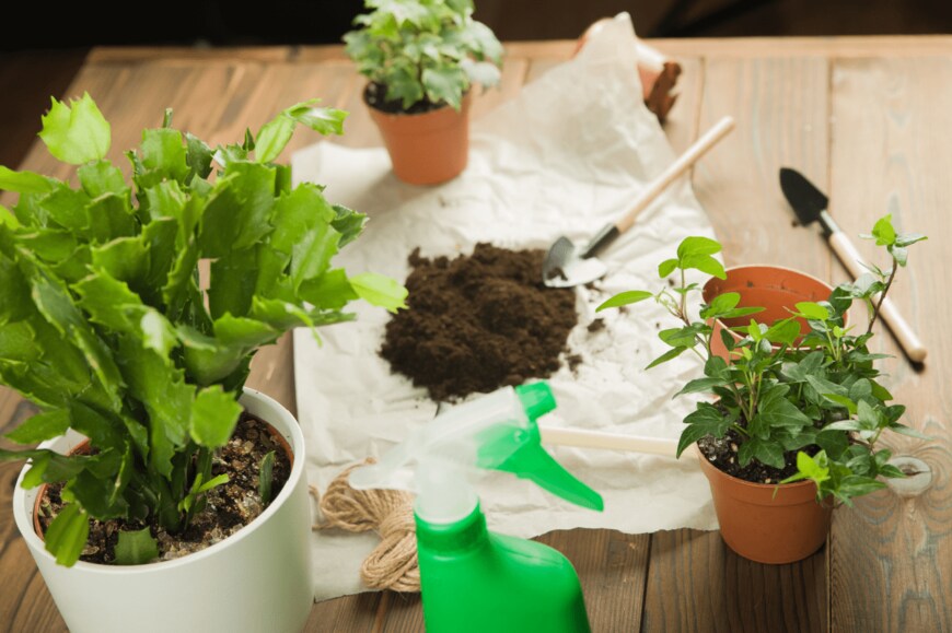                                                               SoNelly/shutterstock.com