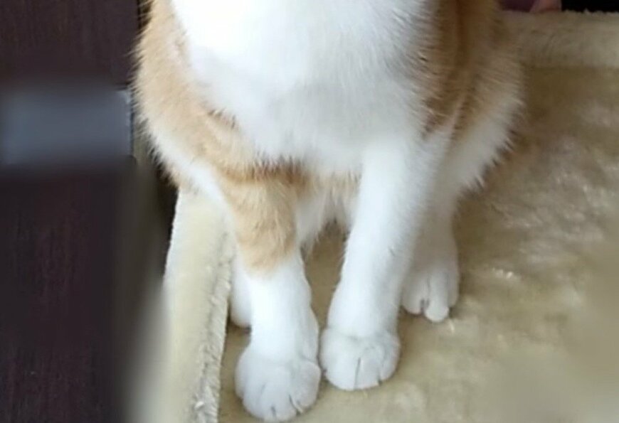 出所：@mero627puri914