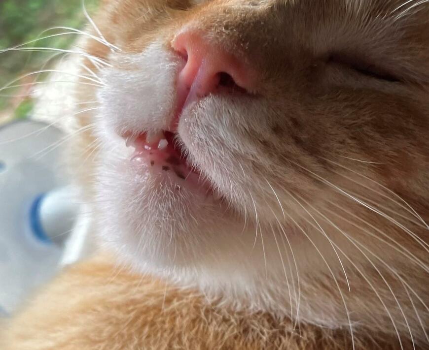 出所：@Beercat_Ana_Dar