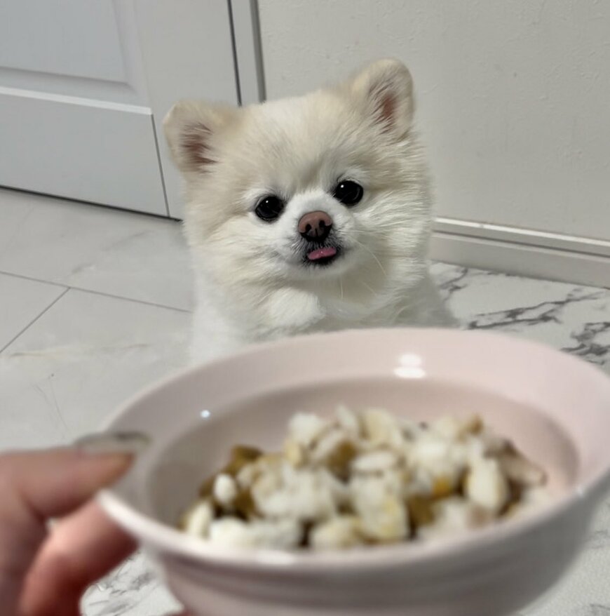 犬さんの「ご飯待ちの顔」1か月前と比べると…愛らしすぎるまさかの事実に1万いいね