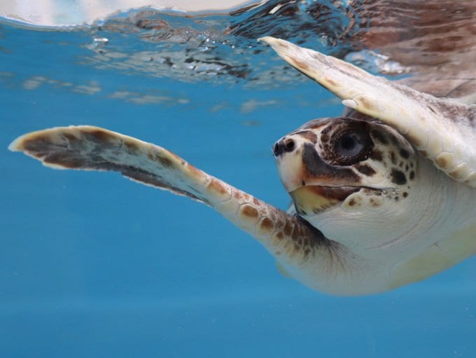 かわいいウミガメ