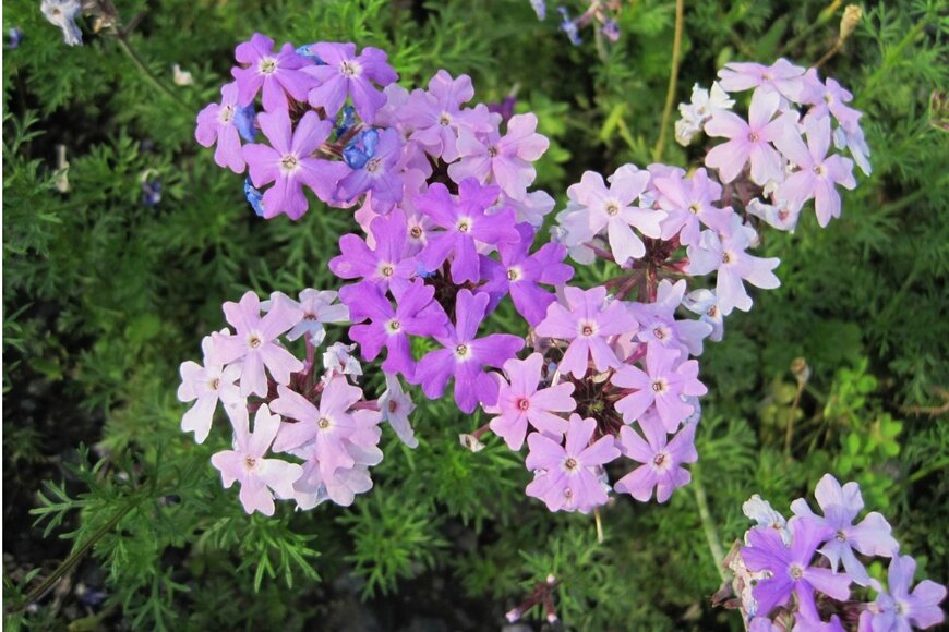 薄紫色の宿根バーベナの花