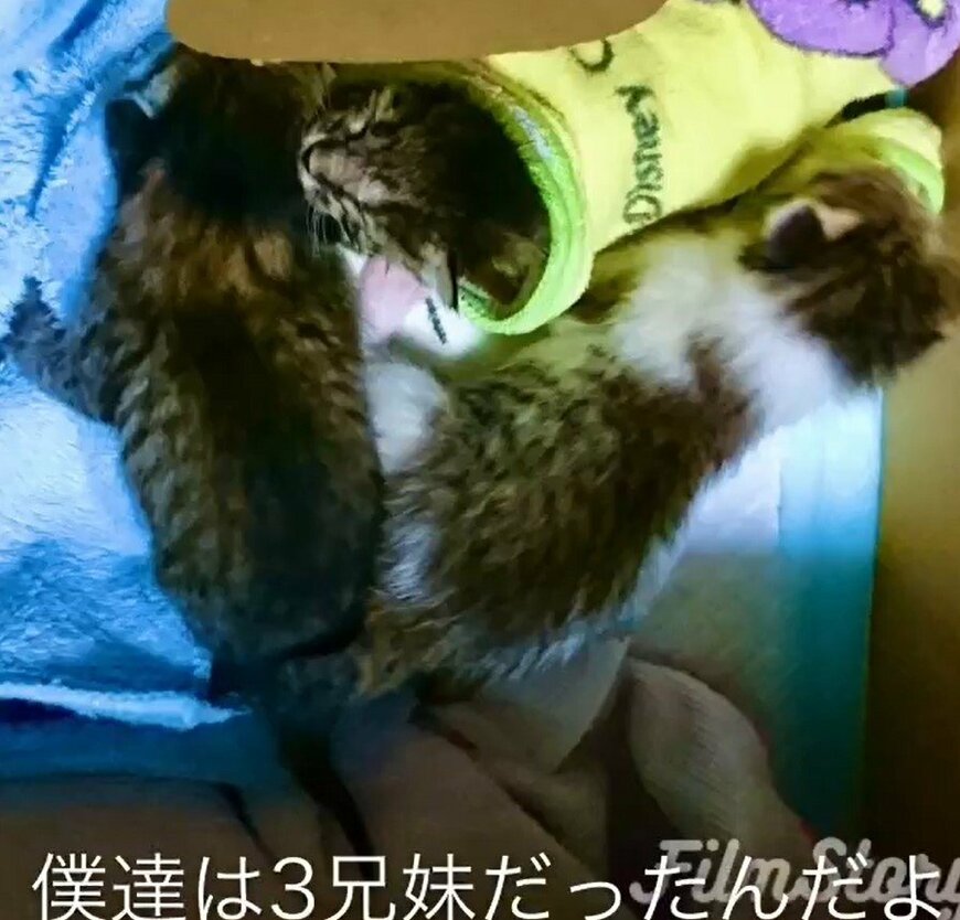 3匹の子猫