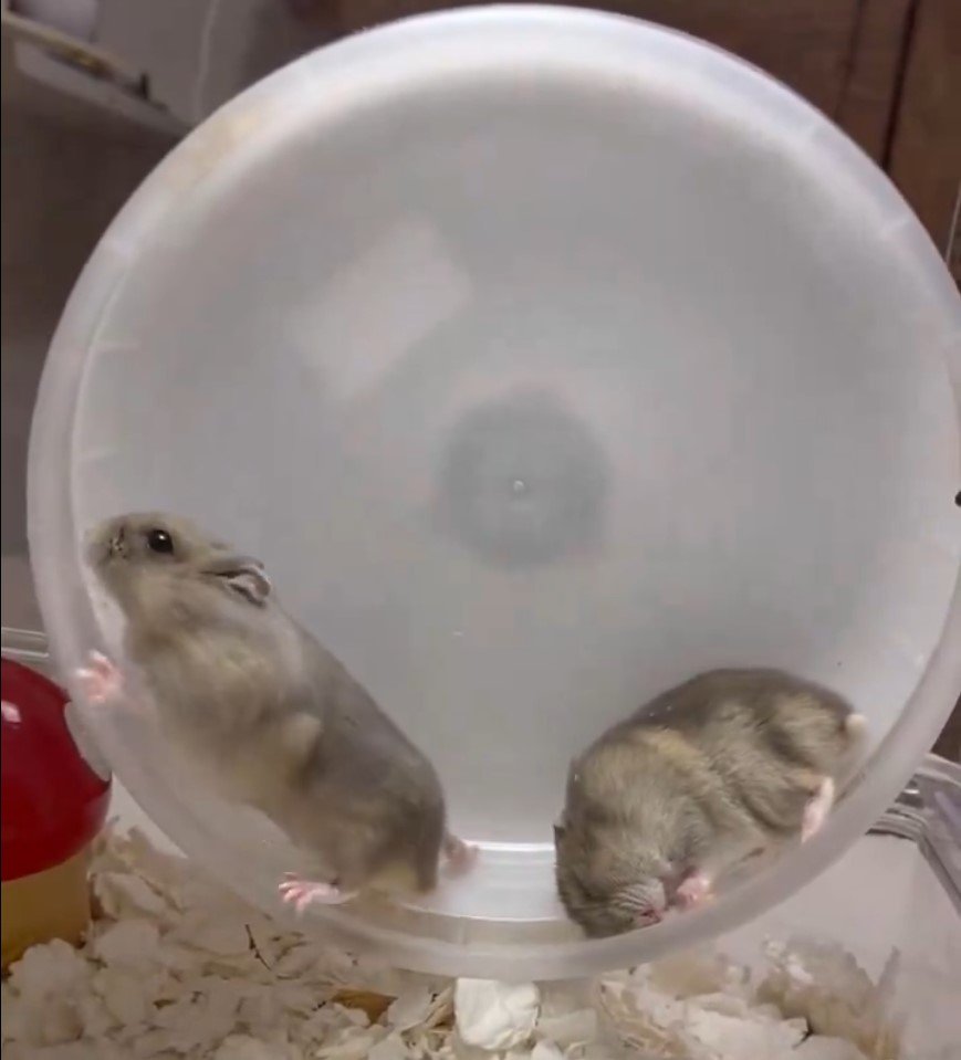 2匹のハムスター