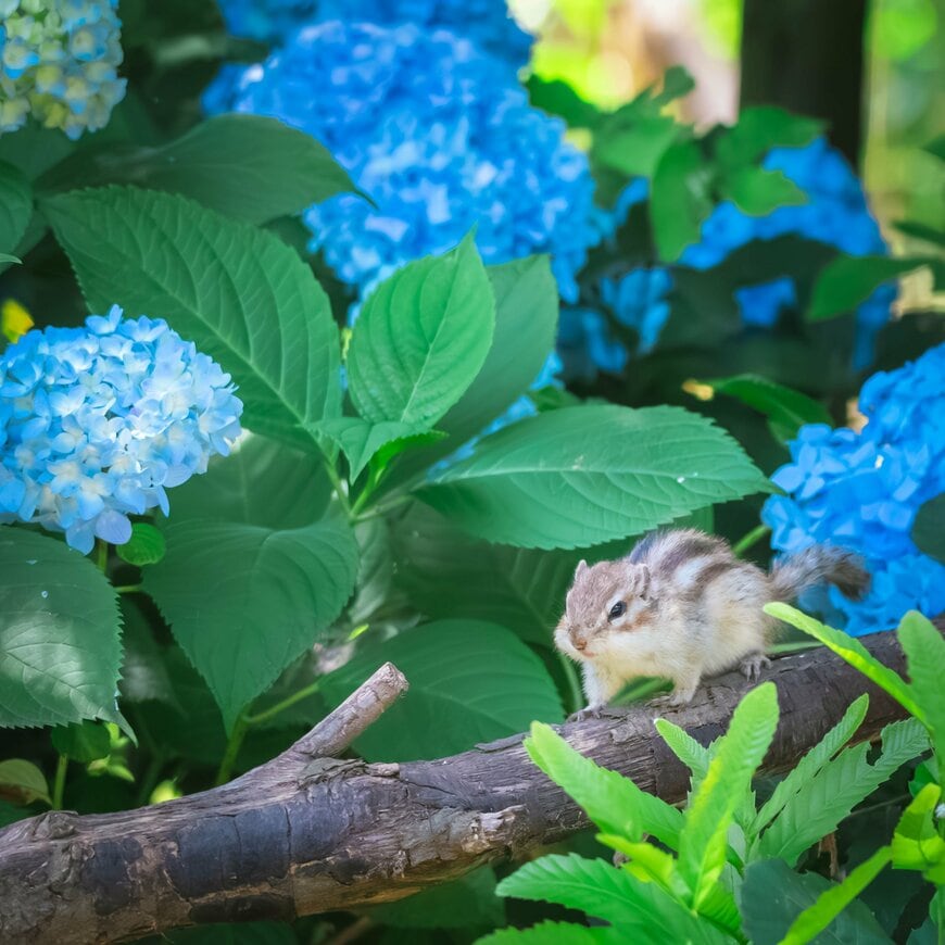 あじさいとリスの姿