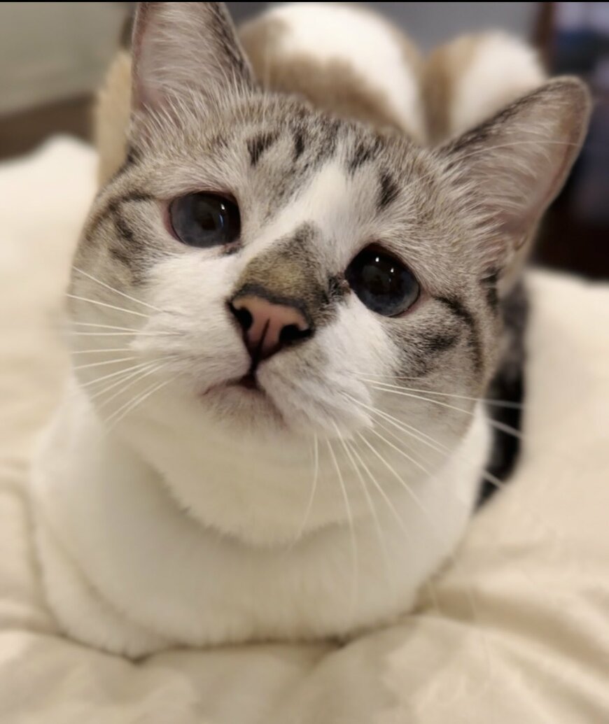 上目づかいの猫