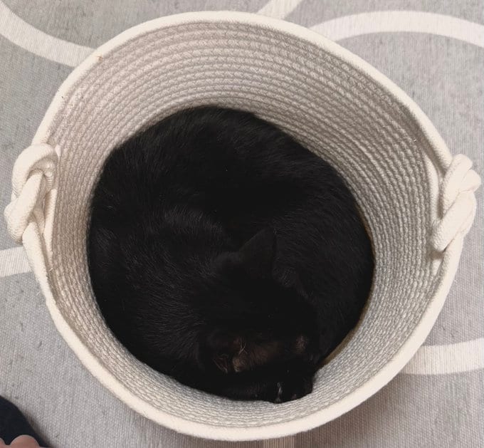 綺麗な丸みを帯びて収まっています