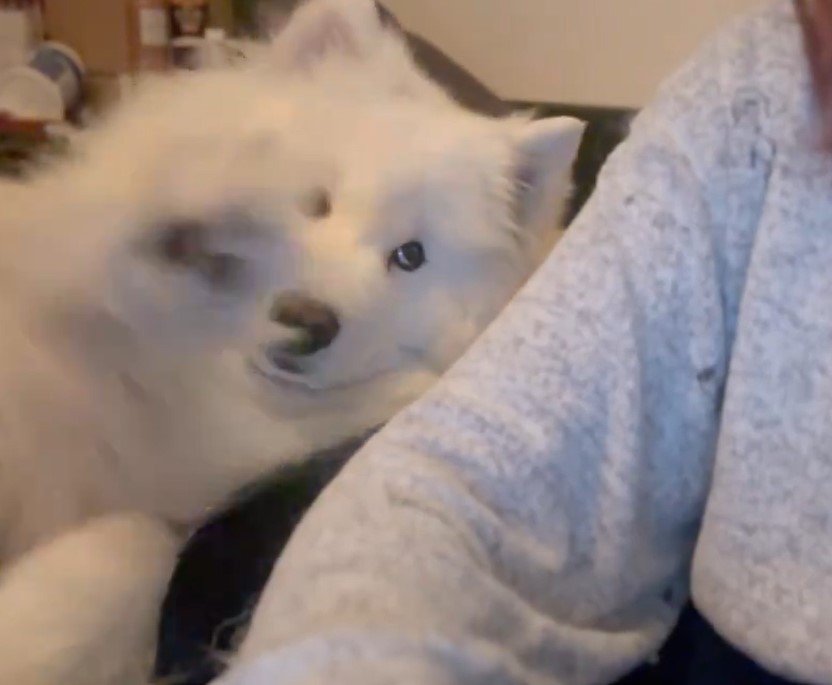 構ってほしい犬