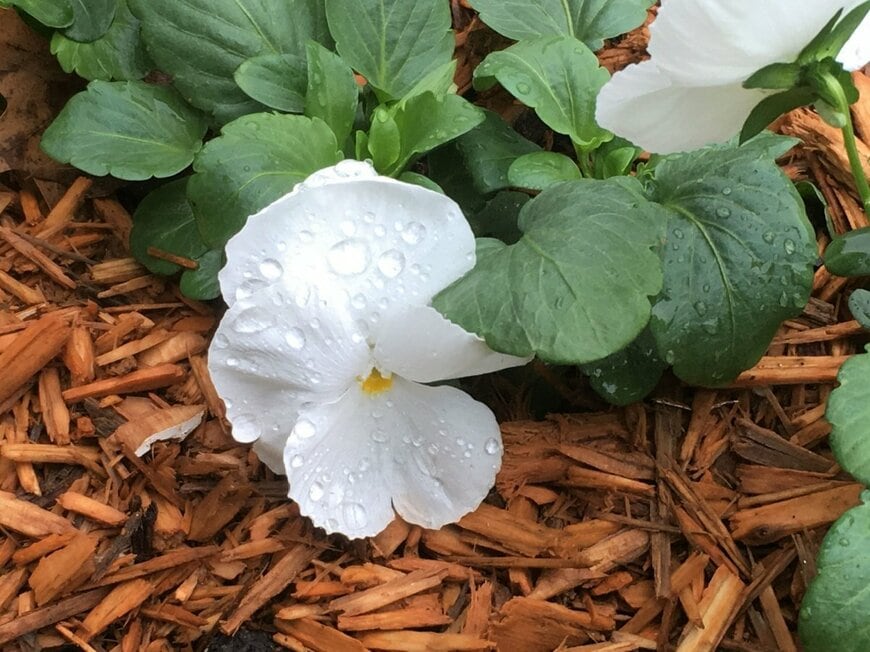 白い花を咲かせている、パンジー