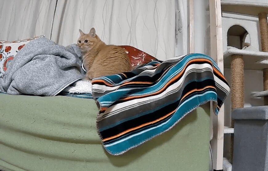 ソファに座る満足気なこいもちゃん