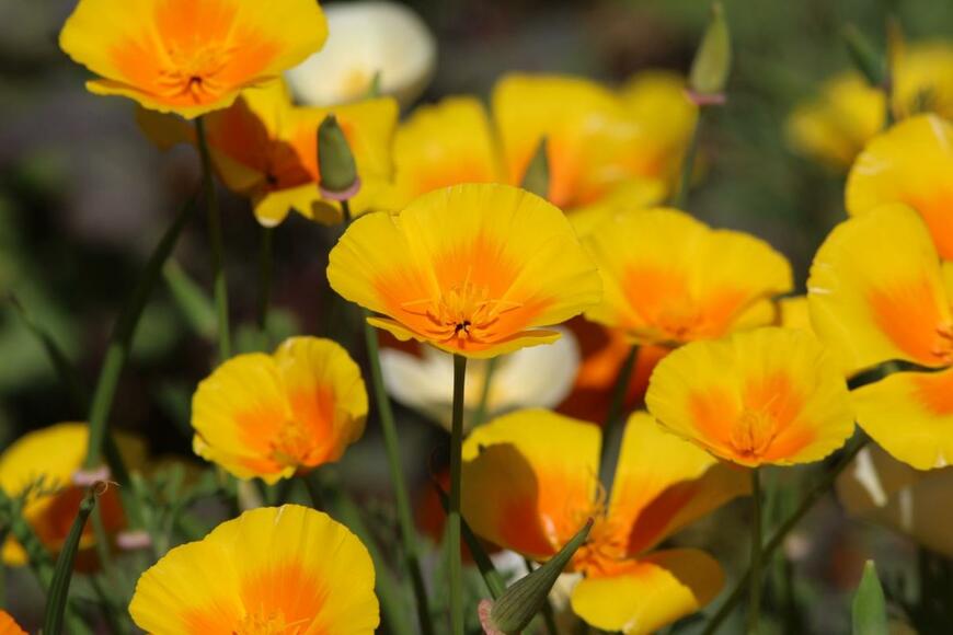 ハナビシソウが咲いている。花の色は黄色、中央部がオレンジ