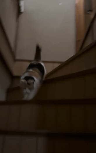 階段に上って即降りる猫