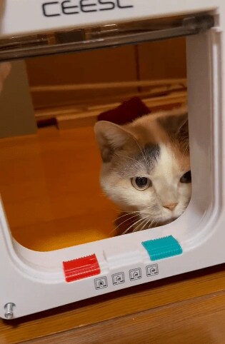 猫用の入り口と猫