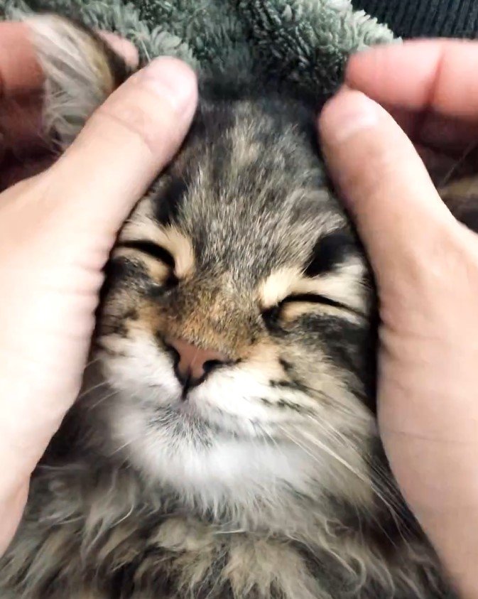 全日本きもちよさそうに眠るねこ